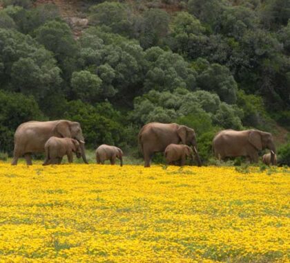 HillsNek Safaris Elephants Roaming