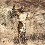 Cheetah near Jaci's Tree Lodge.