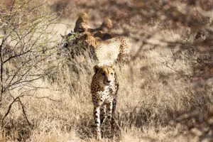 Cheetah near Jaci's Tree Lodge.
