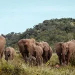 Elephant herds near Jaci's Tree Lodge.