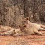 Lions near Jaci's Tree Lodge.