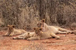Lions near Jaci's Tree Lodge.