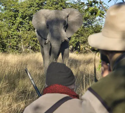 Safaris a pie. 
