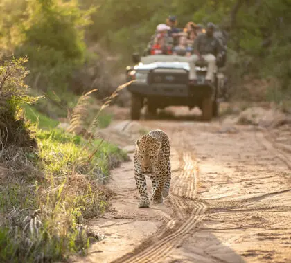 Recorridos de caza en la Reserva Privada de Kapama.