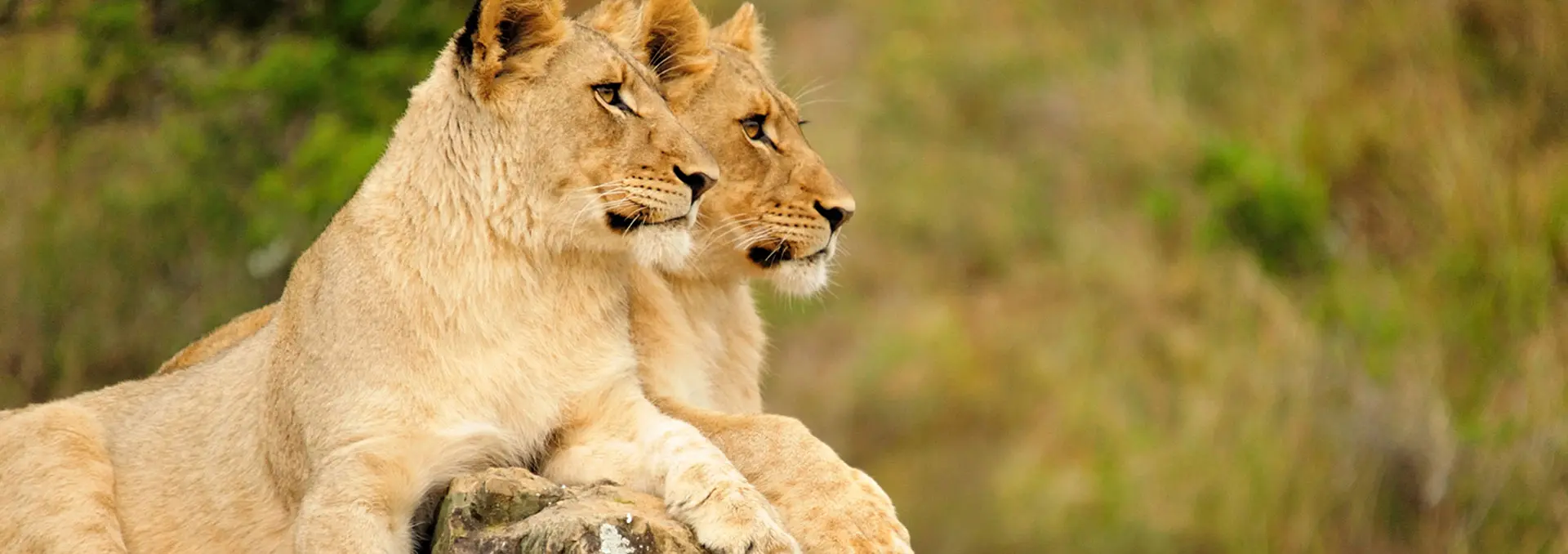 Waar naartoe in de Oostkaap | Go2Africa, image size:1920x678