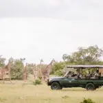 Emocionantes safaris.