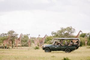 Emocionantes safaris.