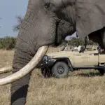 Encuentros cercanos de tipo salvaje. 