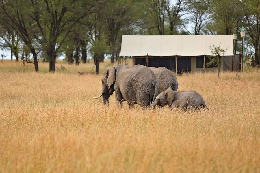 Exterior del campamento de Kimondo con animales salvajes.