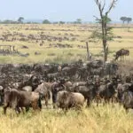 Salga en un safari por el Serengeti.