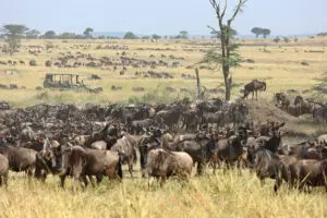Salga en un safari por el Serengeti.