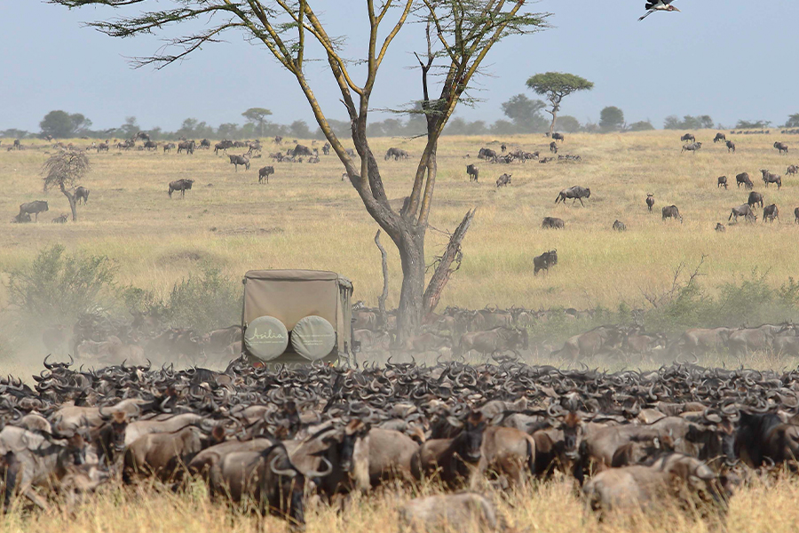 Wildebeest Migration safari in Serengeti, Tanzania | Go2Africa