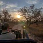 Game drives in the Timbavati Game Reserve.