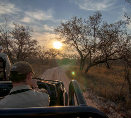 Game drives in the Timbavati Game Reserve.