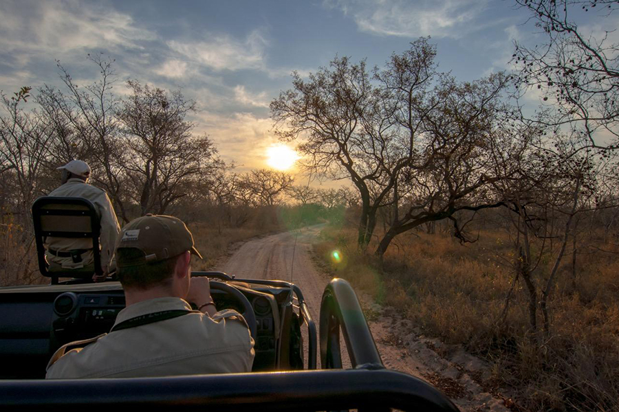Game drives in the Timbavati Game Reserve.