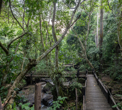 Take a guided walk through the rainforest.
