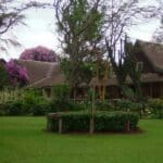 The lodge blends well with its surroundings and the animals often browse peacefully close to the lodge
