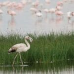 Lake Nakuru National Park is the Bird watchers paradise for world famous flamingos
