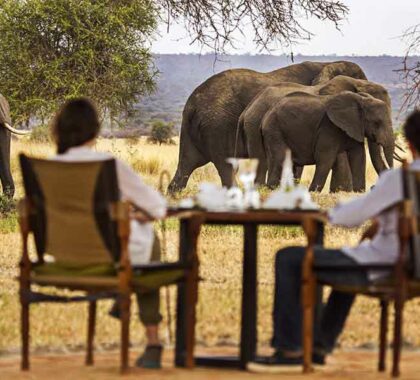 Lunch with roaming wild elephant in view.