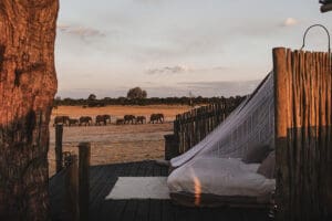 Sleep under the stars in Linkwasha Camp's sleepout hide.