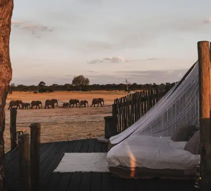 Sleep under the stars in Linkwasha Camp's sleepout hide.