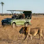 Get up close to wildlife on game drives at Linkwasha Camp.
