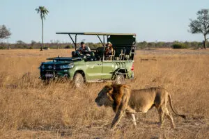 Get up close to wildlife on game drives at Linkwasha Camp.