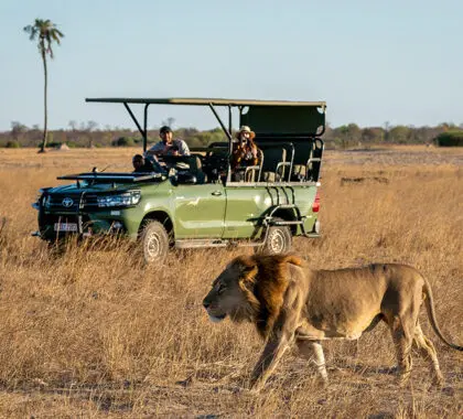 Get up close to wildlife on game drives at Linkwasha Camp.