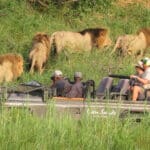 Avistamiento de un Big5 durante un safari.