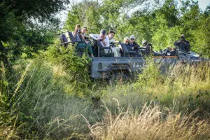 Big 5 sightings on daily game drives.