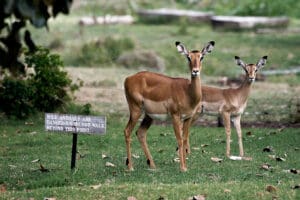 La fauna salvaje campa a sus anchas.