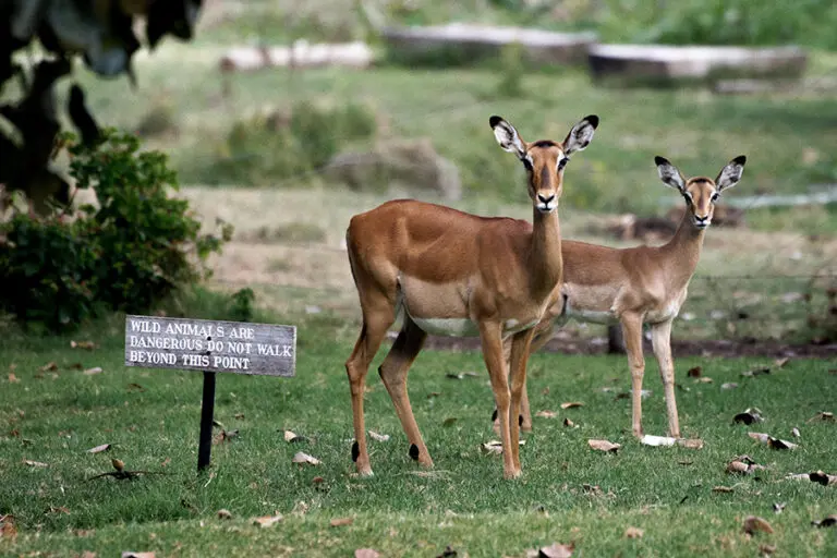 Wildtiere streifen frei umher.