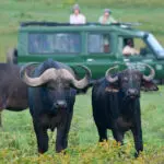 Emocionantes safaris.