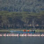 Los flamencos del lago Nakuru.