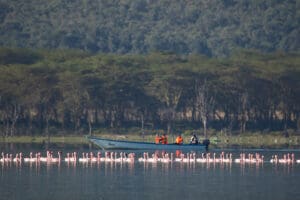 Los flamencos del lago Nakuru.