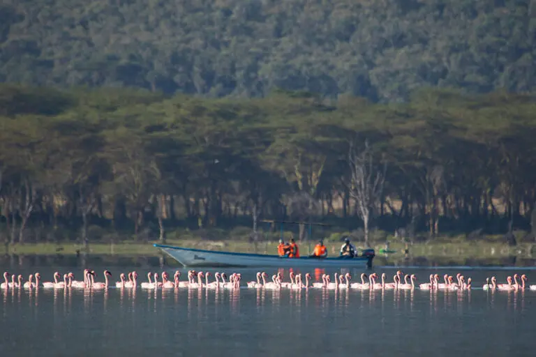 Die Flamingos am Nakurusee.