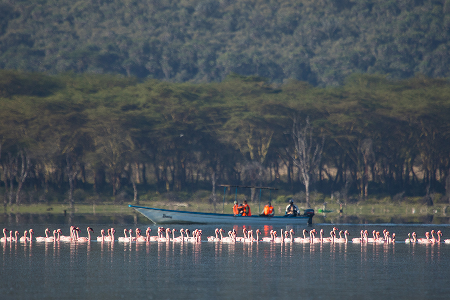 The flamingos of Lake Nakuru.