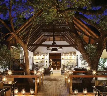 londolozi-tree-camp-4323