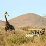 Un safari por la tarde.
