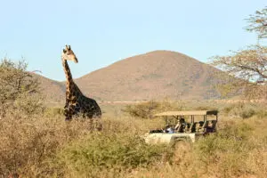 Un safari por la tarde.