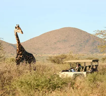 Un safari por la tarde.