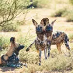 Perro salvaje en el Kalahari.