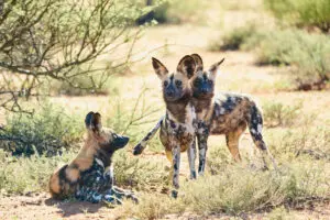 Perro salvaje en el Kalahari.