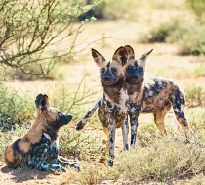 Perro salvaje en el Kalahari.