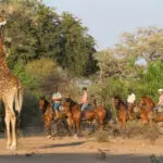 Horse riding is also available and allows you to go off road and get much closer to wildlife.
