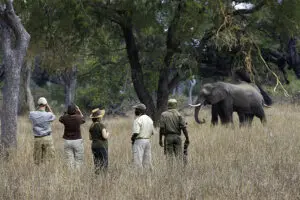 South Luangwa National Park is the birthplace of the walking safari. 