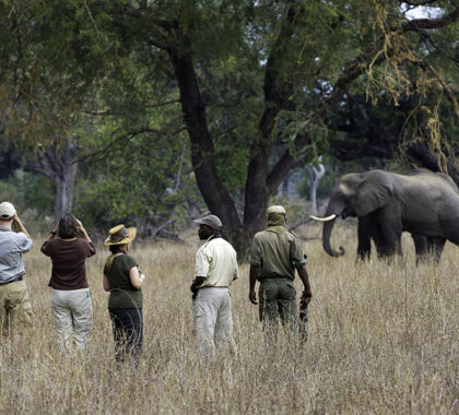 South Luangwa National Park is the birthplace of the walking safari. 