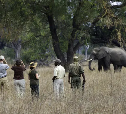 El Parque Nacional de South Luangwa es la cuna del safari a pie. 