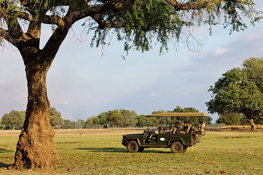 Safari.