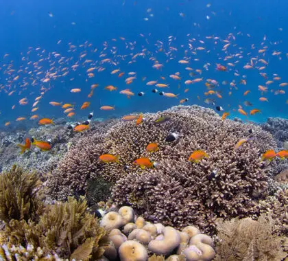 Abundantes arrecifes de coral para explorar.